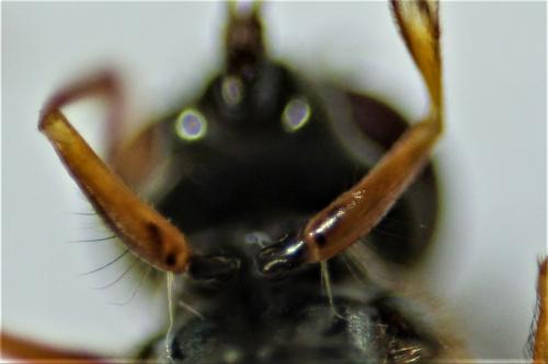 Platycheirus angustatus